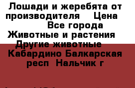 Лошади и жеребята от производителя. › Цена ­ 120 - Все города Животные и растения » Другие животные   . Кабардино-Балкарская респ.,Нальчик г.